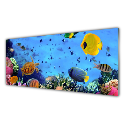 akrylový obraz Korálový Útes Ryba Příroda