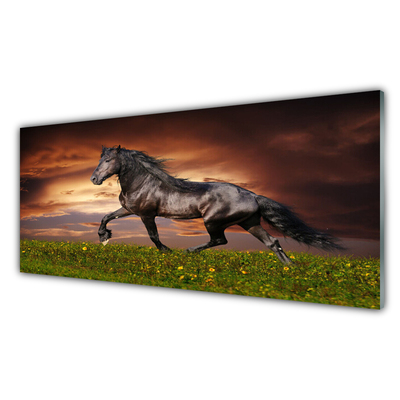 akrylový obraz Černý Kůň Louka Zvířata