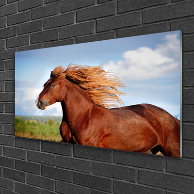 akrylový obraz Kůň Zvířata