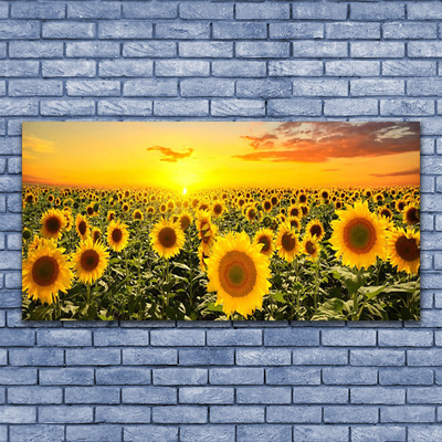 akrylový obraz Slunečnice