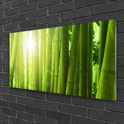 akrylový obraz Bambus Rostlina