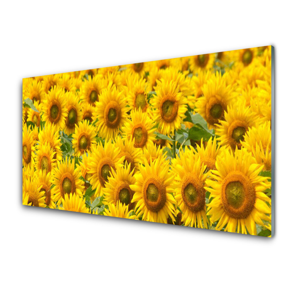 akrylový obraz Slunecznice Rostlina