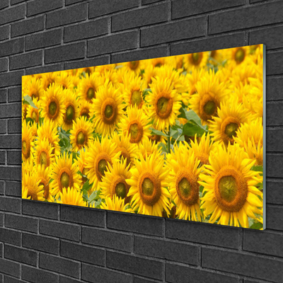 akrylový obraz Slunecznice Rostlina
