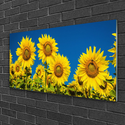 akrylový obraz Slunečníce Rostlina