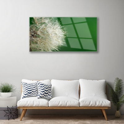 akrylový obraz Pampeliška Rostlina