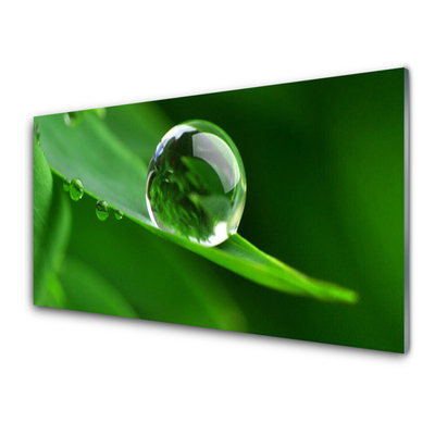 akrylový obraz List Voda Kapka Rostlina