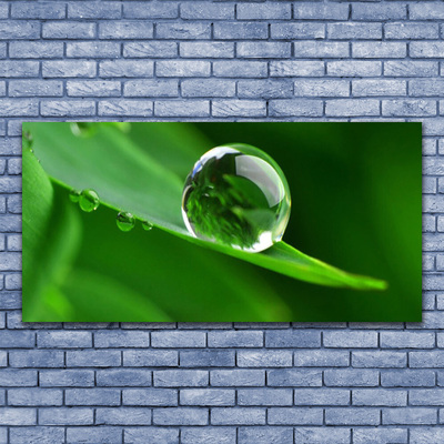 akrylový obraz List Voda Kapka Rostlina
