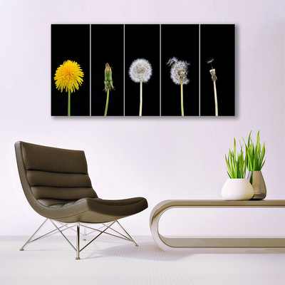 akrylový obraz Pampeliška Rostlina