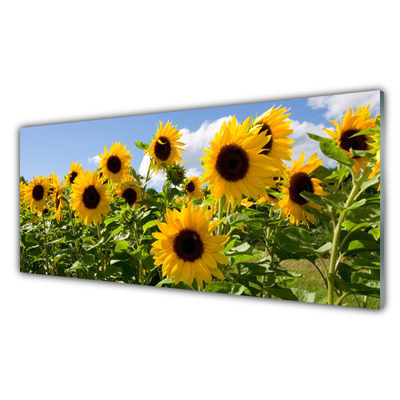 akrylový obraz Slunečnice Květ Rostlina