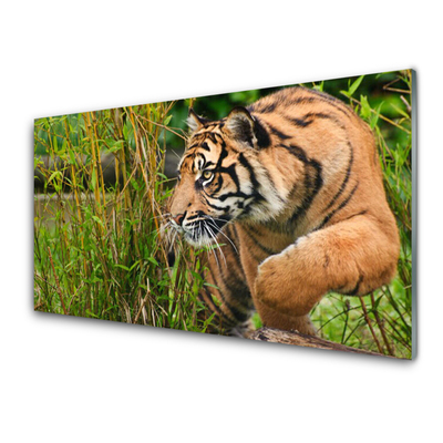 akrylový obraz Tygr Zvířata