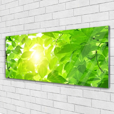akrylový obraz Listy Příroda Slunce Rostlina