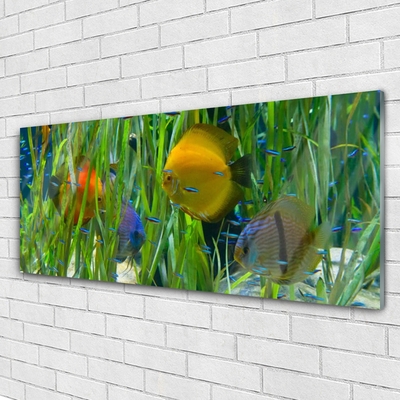 akrylový obraz Ryba Řasy Příroda