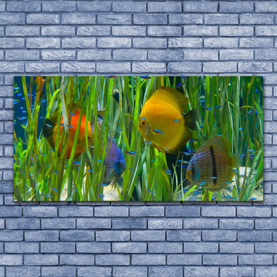 akrylový obraz Ryba Řasy Příroda