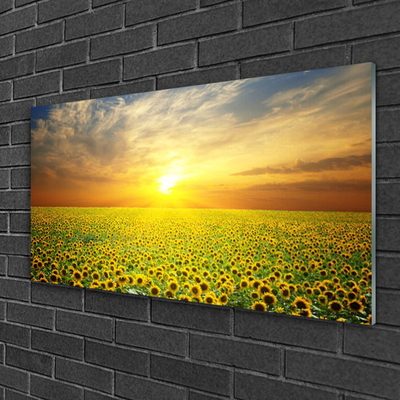 akrylový obraz Slunce Louka Slunečnice