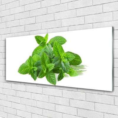 Plexisklo-obraz Máta Rostlina Příroda
