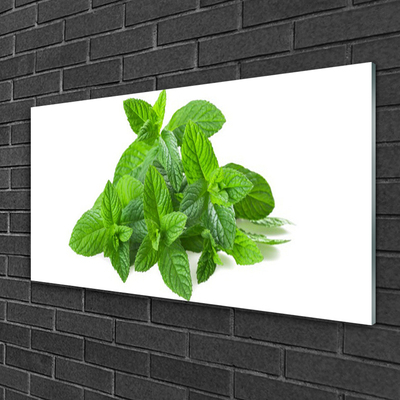 Plexisklo-obraz Máta Rostlina Příroda