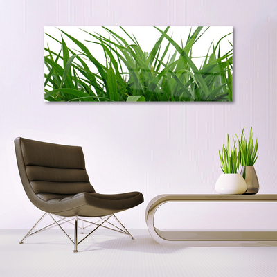 Plexisklo-obraz Tráva Rostlina Příroda