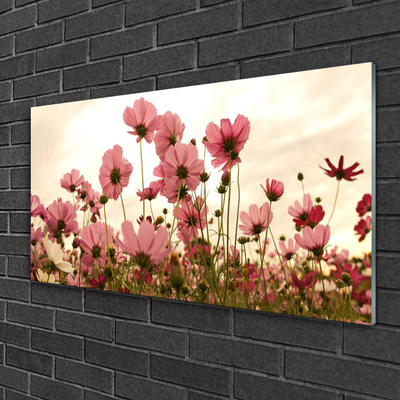Plexisklo-obraz Polní Květiny Louka Příroda