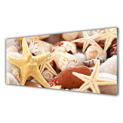 Plexisklo-obraz Hvězdice Mušle Pláž