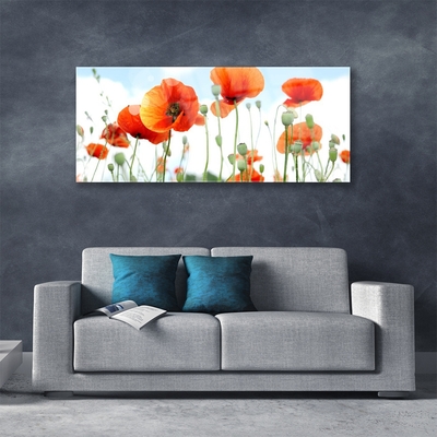 Plexisklo-obraz Květiny Máky Louka Pole Příroda