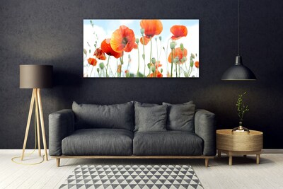 Plexisklo-obraz Květiny Máky Louka Pole Příroda