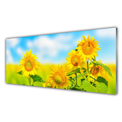 Plexisklo-obraz Slunečnice Květiny Příroda