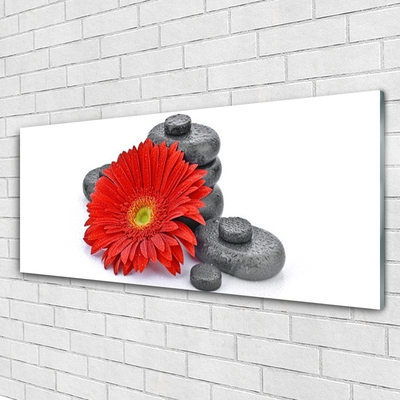 Plexisklo-obraz Květiny Gerbery Kameny Zen