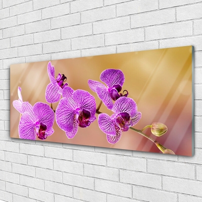 Plexisklo-obraz Orchidej Výhonky Květiny Příroda