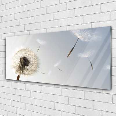 Plexisklo-obraz Pampeliška Květiny Příroda