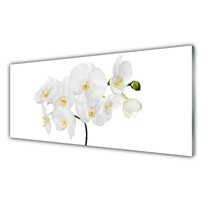 Plexisklo-obraz Bílá Orchidej Květiny