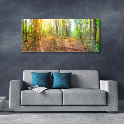Plexisklo-obraz Slunce Příroda Lesní Stezka