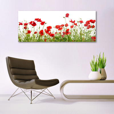 Plexisklo-obraz Louka Máky Květiny Příroda