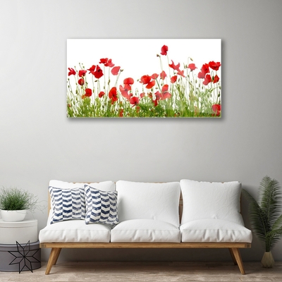 Plexisklo-obraz Louka Máky Květiny Příroda