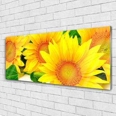 Plexisklo-obraz Slunečnice Květ Příroda