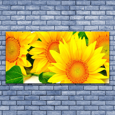 Plexisklo-obraz Slunečnice Květ Příroda