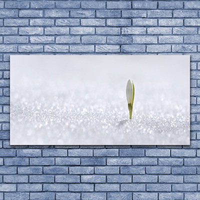Plexisklo-obraz Sněženka Sníh Zima