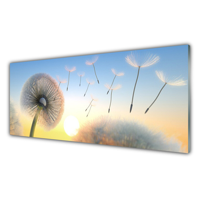 Plexisklo-obraz Pampeliška Květiny