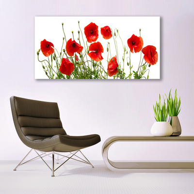 Plexisklo-obraz Máky Květiny Příroda