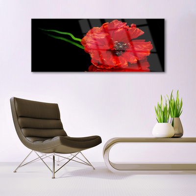 Plexisklo-obraz Květ Mák Rostlina Příroda