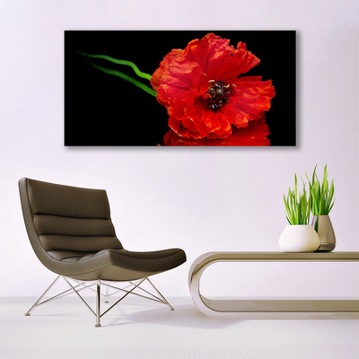 Plexisklo-obraz Květ Mák Rostlina Příroda