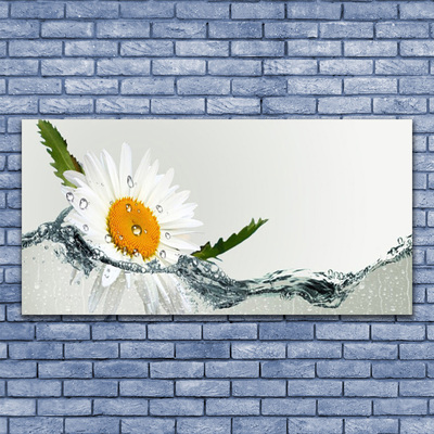 Plexisklo-obraz Sedmikráska ve Vodě