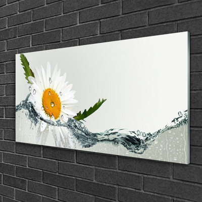 Plexisklo-obraz Sedmikráska ve Vodě