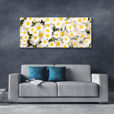 Plexisklo-obraz Sedmikrásky Květiny