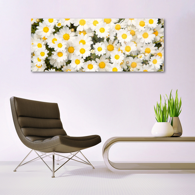 Plexisklo-obraz Sedmikrásky Květiny