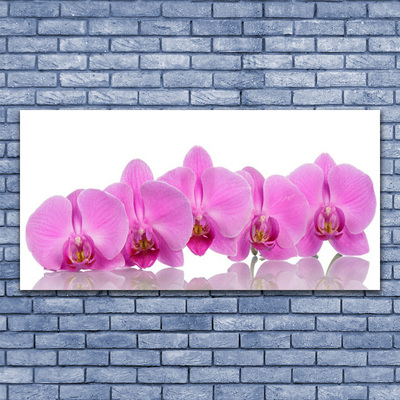 Plexisklo-obraz Růžová Orchidej Květiny