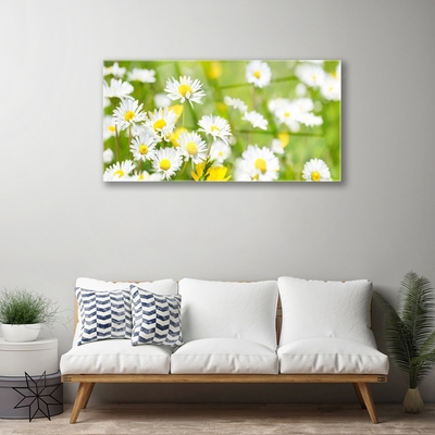 Plexisklo-obraz Sedmikráska Květ Rostlina