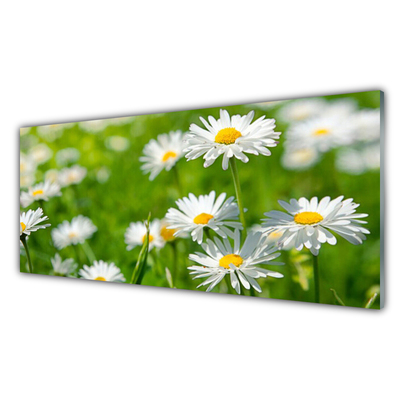 Plexisklo-obraz Sedmikráska Květ Rostlina