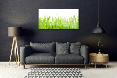Plexisklo-obraz Tráva Příroda Rostlina