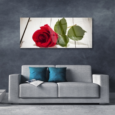 Plexisklo-obraz Růže Květ Rostlina