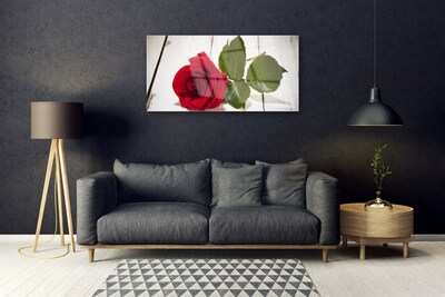 Plexisklo-obraz Růže Květ Rostlina